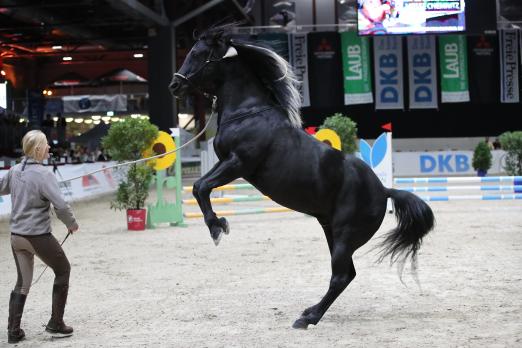 Foto: Tag des Pferdes Stunt Trainerin mit Filmpferd Bobby 