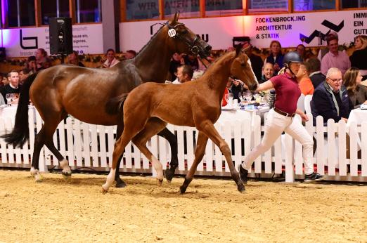 Foto: Preisspitze für 70.000 Euro bei der Fohlenauktion Tomorrow’s Champions by Holsteiner – powered by DERBY Pferdefutter: die Vollschwester von Uricas v/d Kattevennen, The Kiss Way v. Uriko-Cassini I - Fotograf: Janne Bugtrup