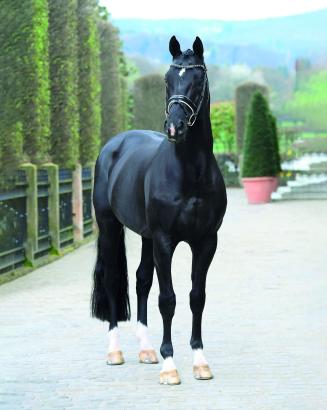 Foto: Totilas, aktuell die Nummer zwei im WBFSH-Ranking der weltbesten Dressurhengste - Fotograf:Kiki Beelitz 