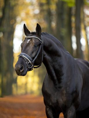 Foto: Grande-Preisträger 2024: Toto Jr - Fotograf: Hannoveraner Verband/Arnd Bronkhorst