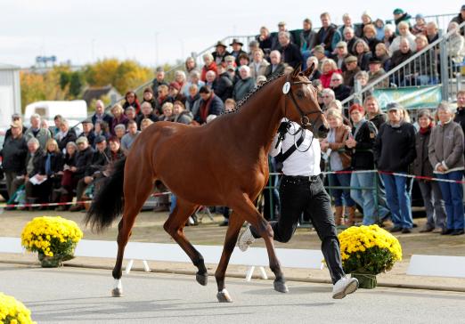 Foto: Trakehner Hengstes Amourano bei der Pflastermusterung im Rahmen des Trakehner Hengstmarktes - Fotograf: Stefan Lafrentz