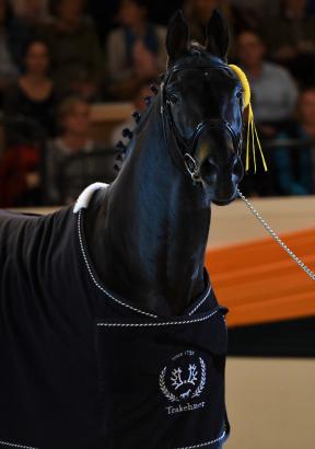 Foto: Weltranglisten-Spitzenreiter! Der Trakehner Elitehengst Grafenstolz TSF rangiert zum dritte Mal in Folge unter den Top 3 der weltbesten Vielseitigkeitsvererber und belegt aktuell Platz zwei im Ranking der WBFSH - Fotograf: Dr. Peter Richterich