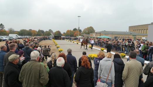 Foto: Der Trakehner Hengstmarkt - hier die Pflastermusterung der Hengste - lockt jedes Jahr Gäste aus aller Welt - Fotograf: Stefan Lafrentz