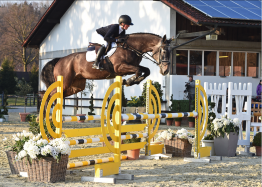 Foto: Einer der Top Kandidaten in der IV. PSS Kollektion 2016 PSS Daddy Cool (v. Elliot van ter Hulst - Charmant)