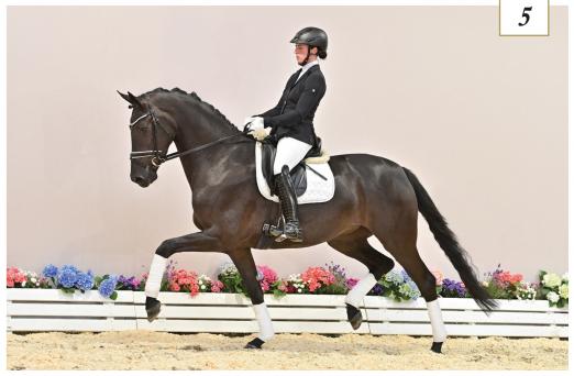 Foto: Bereichert die Kollektion: Unchained v. Asgard’s Ibiza - Sir Donnerhall I - Figaro - Fotograf: OLD Art