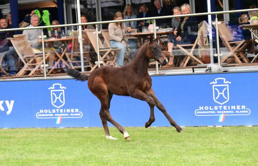 Foto: Ein Holsteiner Fohlen aus Dänemark, das in deutschen Besitz wechselte: Unique v. Uricas v/d Kattevennen kostete 16.500 Euro bei der Derby-Auktion - Fotograf: Janne Bugtrup