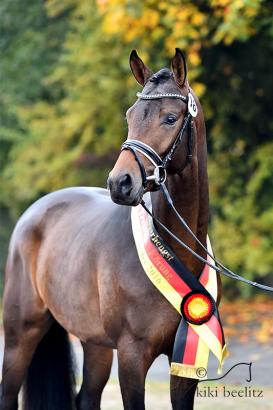 Foto: Trakehner Siegerhengst „His Moment“ - Fotograf: Kiki Beelitz