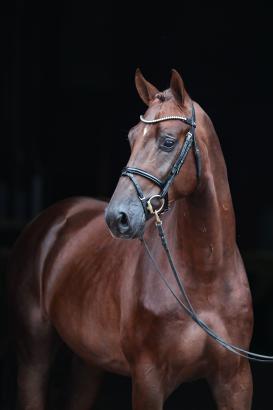 Foto: Kat. 4 “Abercrombie” v. Armitage x Heartbreaker x Carthago Z aus der Mutterlinie des Erfolg-Pferdes und Große Preise Gewinner Carella mit Niklas Krieg