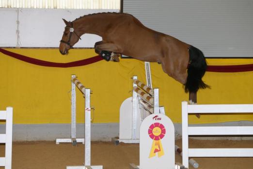 Foto: Champion der dreijährigen Pferde: Coolio - Fotograf: Krenz