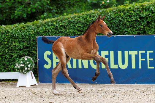 Foto: Am 12. Juli kommt beim Springflutfestival in Hörup diese Tochter des Uriko aus der direkten Mutterlinie des Olmypiasiegers Carlsson vom Dach zur Versteiegrung - Fotograf: Stefan Lafrentz