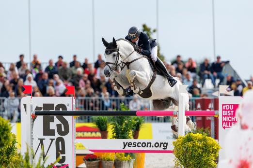 Foto: Der Holsteiner Verbandshengst Crack hat einen neuen Besitzer. Zuletzt war der Schimmel unter dem Verbandsbereiter Arne van Heel über 1,60 Meter platziert - Fotograf: Stefan Lafrentz