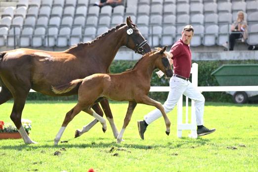 Foto: Mit 8 Nachkommen ist Starvererber DSP Va Bene in der Kollektion vertreten: Hier der Championatssieger aus Brandenburg, aus einer Mutter von Don Schufro - Fotograf: Björn Schroeder