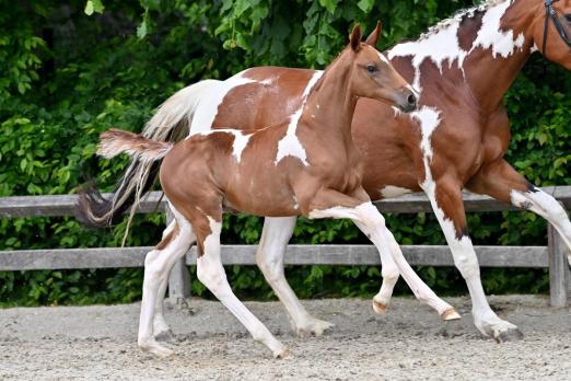 Foto: Valour van het Audgoed (Emerald/ Best Man Z/ Heartbreaker)