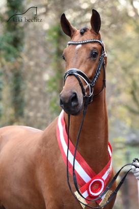 Foto: westfälischer Siegerhengst „Valverde" - Fotograf: Kiki Beelitz