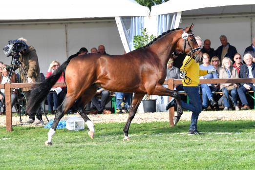 Foto: Jugendlich und elegant: VERMEER v. Vitalis-Sir Savoy - Fotograf: Kiki Beelitz
