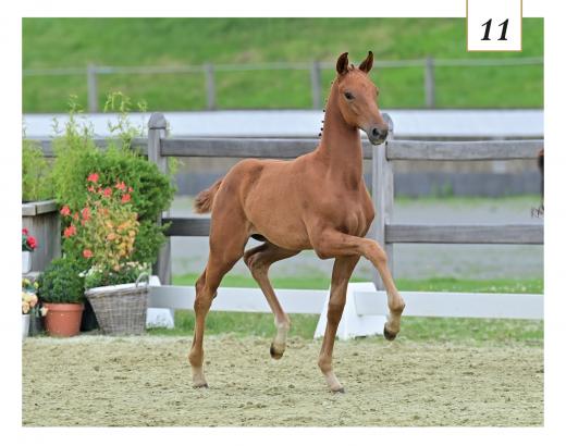 Foto: Victoria Woods v. Vivaldos - Bretton Woods - Sir Donnerhall I - Fotogaf: OLD Art