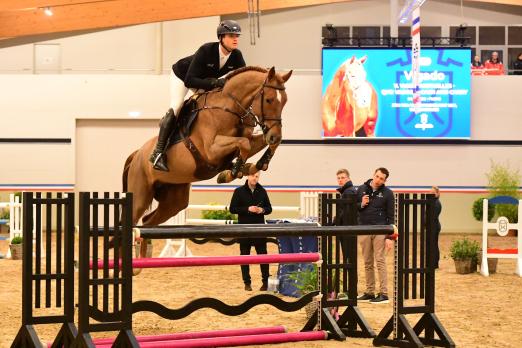 Foto: Rund 30 Hengste werden sich am 7. Februar präsentieren. Darunter auch Vigado v. Vigo d'Arsouilles - Fotograf: Janne Bugtrup