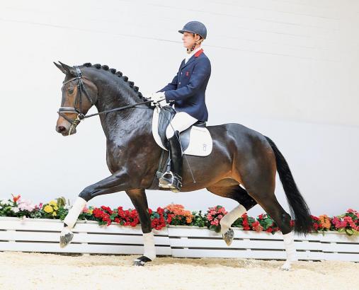 Foto: Vinja OLD v. Detroit avancierte zur Preisspitze bei den Winter Mixed Sales in Vechta - Fotograf: Ernst