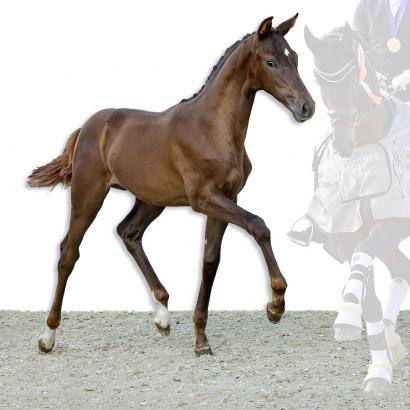 Foto: Viva Forever von Vitalis x Rouletto 