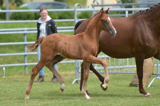 Foto: Katalognummer 1, Hengstfohlen von Viva Gold x Don Diamond - Fotograf: Pferdezuchtverband Baden-Württemberg