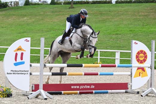 Foto: Auktionspferd Viva Vantastica *2019 Stute v. Vingino x Cordalme - Fotograf: Hubert Fischer 