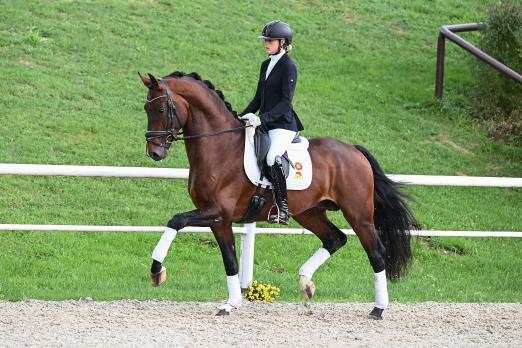 Foto: Auktionspferde KN 21 | Viviano v. Vitalis - Dancier, ein 4jähriger Hengst - Fotograf: Hubert Fischer 