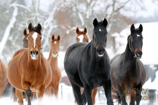 Foto: Warmblutstuten im Schnee - Fotograf: Sandra Hoffmann