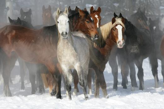 Foto: Winterspaß im Schnee - Fotograf Edition Boiselle