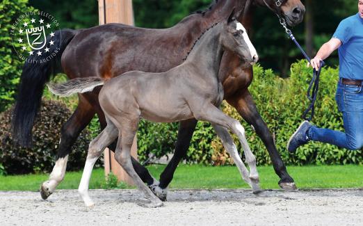 Foto: Im Angebot der Quality Auction - Ein Domingo Z aus dem Dominator Z - Nachkomme - Fotograf: "Z"