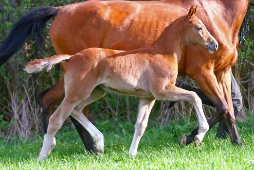 Foto: Zirocco Blue-Fohlen - Fotograf: Bürger
