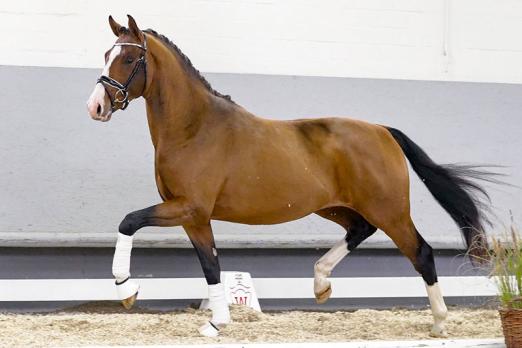 Foto: Beliebtester Youngster mit dressurbetontem Pedigree: Nr. 21 Zirocco v. Zoom - Fotograf: Reckimedia
