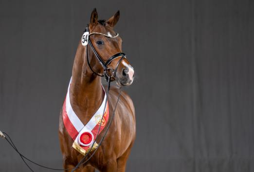 Foto: Beliebtestes Reitpony des Nachmittags war mit der Kopfnummer 1 ein Sohn des Neverland WE. Gemeinsam mit vier weiteren Ponys reist er zur Bachinger Stables GmbH nach Österreich - Fotograf: Reckimedia Foto: Beliebtestes Reitpony des Nachmittags war mit der Kopfnummer 1 ein Sohn des Neverland WE. Gemeinsam mit vier weiteren Ponys reist er zur Bachinger Stables GmbH nach Österreich - Fotograf: Reckimedia