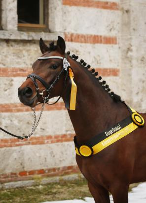 Foto: Vorjahressieger der Ponykörung: Da Vito - Fotograf: Klewitz-Seemann