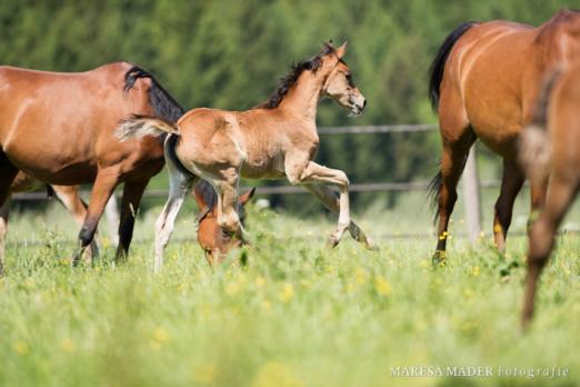 Foto: Unser Fohlen galoppiert direkt in die Sommerferien - Fotograf: Maresa Mader