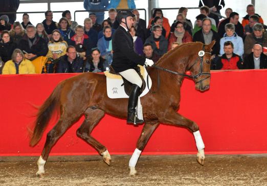 Foto: Preisspitze mit 60.000 Euro: Vitruv v. Vitalis-DACAPRIO-METTEUR wechselt in die Schweiz - Fotograf: Max Schreiner