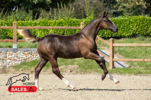 Foto: Real Deal vd Kalevallei von Emerald x Chin Chin abstammend - Fotograf: HorseSales.Auction
