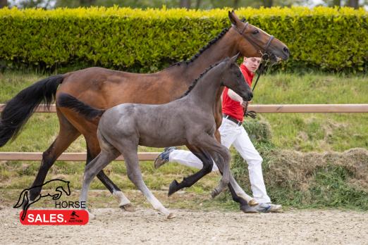 Foto: Kat.-Nr. 17 Corcovado van het Distelhof (19.000) Cornet Obolensky x 1m60 Top Secret (Calvaro) - Fotograf: HorseSales.Auction