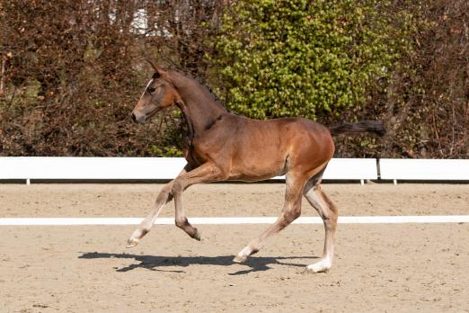 Foto: Ab jetzt können Interessenten für ihr Traumfohlen bieten. Zum Beispiel für die Katalognummer 6, Bambocha v. Baloucan-Barcley - Fotograf: Janne Bugtrup