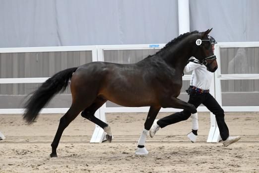 Foto: Der anlässlich der Trakehner Frühjahrskörung gekörte Berlioz v. Zauberdeyk wusste mit erstklassiger Bewegungsgüte zu überzeugen - Fotograf: Dr. Peter Richterich)