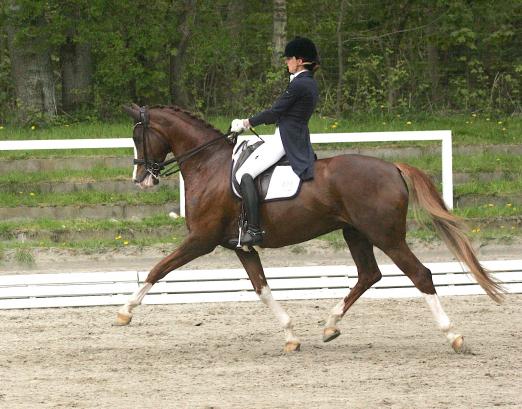 Foto: Antonia von Dungern und DSP Queen Rubin beeindruckten mit Konstanz und gleichmäßiger Qualität im Grand Prix Special - Fotograf: A-L. Lübke