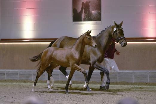 Foto: Auktionsspitze Ars Aurelia von Floriscount - Fotograf: Reumann