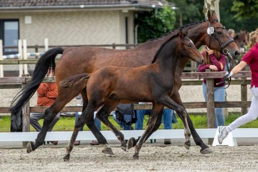 Foto: Auktionsfohlen von Loveless mit Mutter Takita. Ein Hengstfohlen mit feiner Verwandtschaft und Noblesse - Fotograf: Stefan Lafrentz