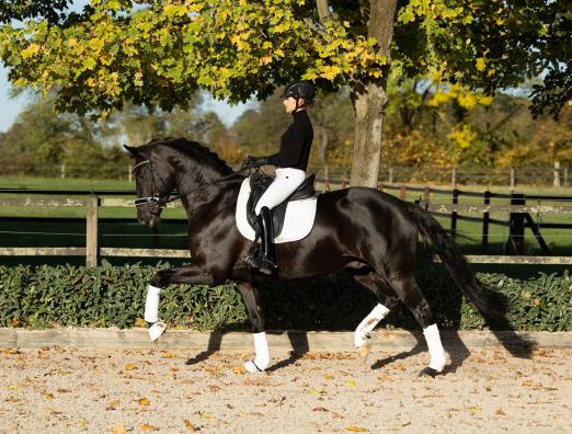 Foto: Black Beauty ist zu haben - Ein Star der Trakehner Reitpferdeauktion ist der lackschwarze, gekörte Hengst Onyx - Fotograf: Sigrun Wiecha