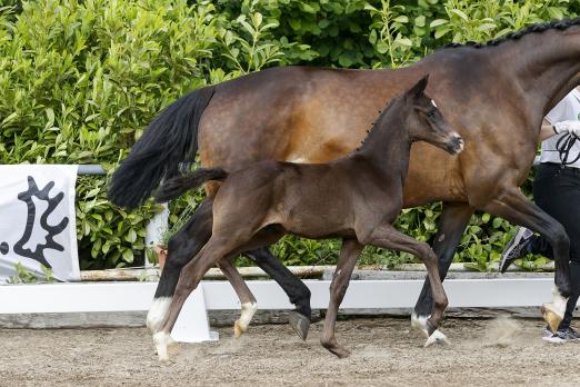 Foto: Die erste Trakehner Breeders Auction startet heute, zum Lot gehört auch dieses typ- und bewegungsstarke Hengstfohlen vom S-erfolgreichen Herakles - Foto: Stefan Lafrentz