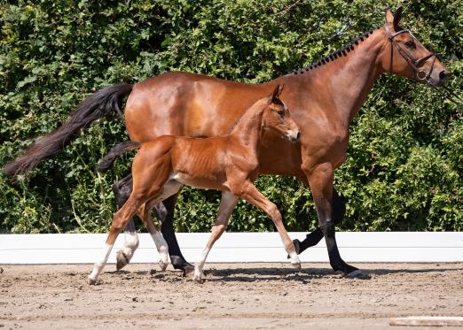 Foto: Die Großmutter der Katalognummer 5, California Vest v. Comilfo Plus Z, stellte zum Beispiel Laura Klaphakes 1,60 Meter-Springerin Nifrane de Kreisker - Fotograf: Janne Bugtrup