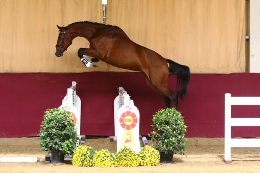 Foto: Candid von Conditus ist in Marbach gekört worden und war Preisspitze der Online-Auktion - Fotograf: Brit Placzek