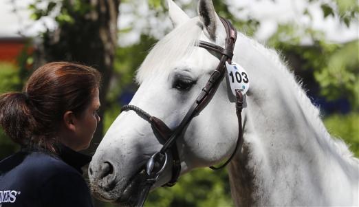 Foto: Cannes: beste Pferde am Start - Fotograf: Stefano Grasso/LGCT