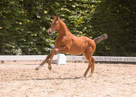 Foto: Cavalor (Katalognummer 12) hat die Vollschwester von Bella Donna (Meredith Michaels-Beerbaum) zur Großmutter und kommt am 5. August in Pinneberg auf dem CSI Hof Waterkant zur Auktion - Fotograf: Janne Bugtrup