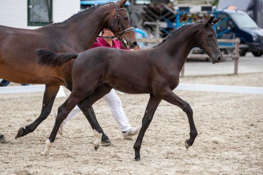 Foto: Eine Central Park-Tochter aus einer Com Air-Mutter - Züchter Jens-Peter Timm - 2019 beim Fohlenchampionat der Hengststation Maas J. Hell - Fotograf: Stefan Lafrentz