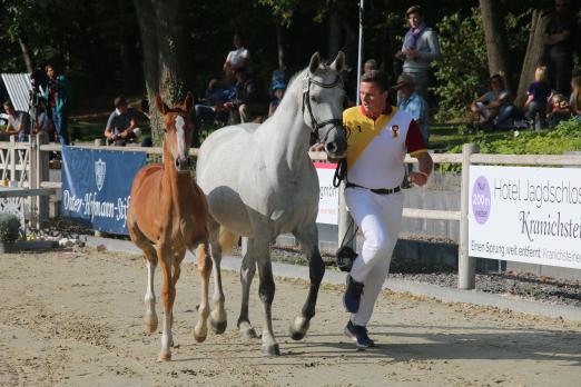 Foto: Chaccon Blue - Corlensky Fohlen - Fotograf: hbm